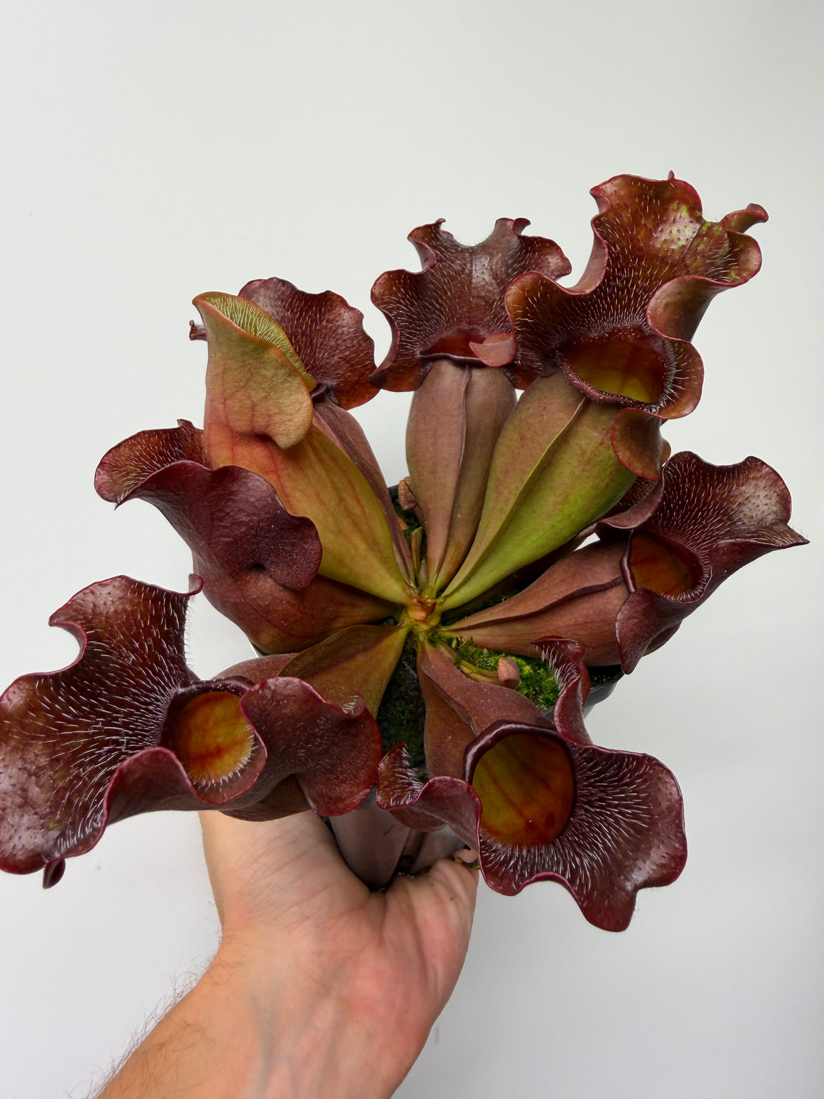 Sarracenia purpurea ssp. venosa (Brunswick Co, NC x Carteret Co, NC)  - Seed Grown #5