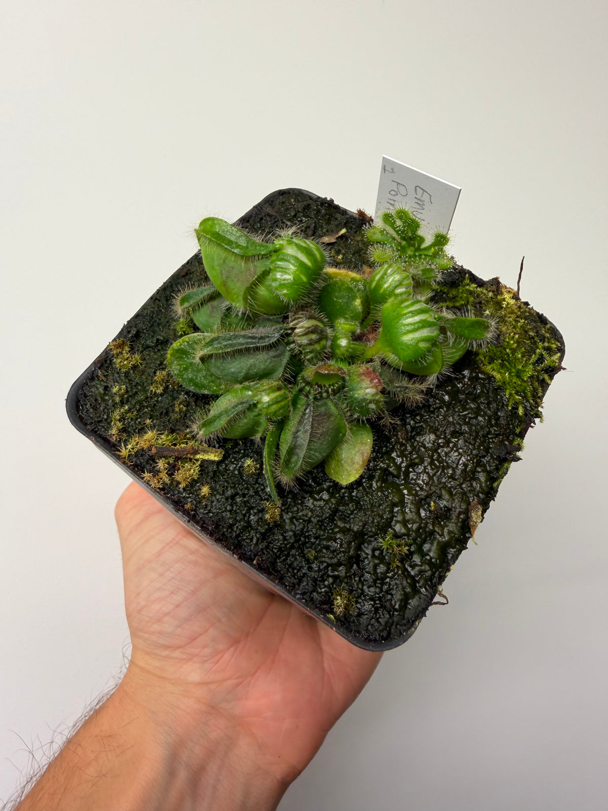 Cephalotus follicularis “Emu Pointe” #1