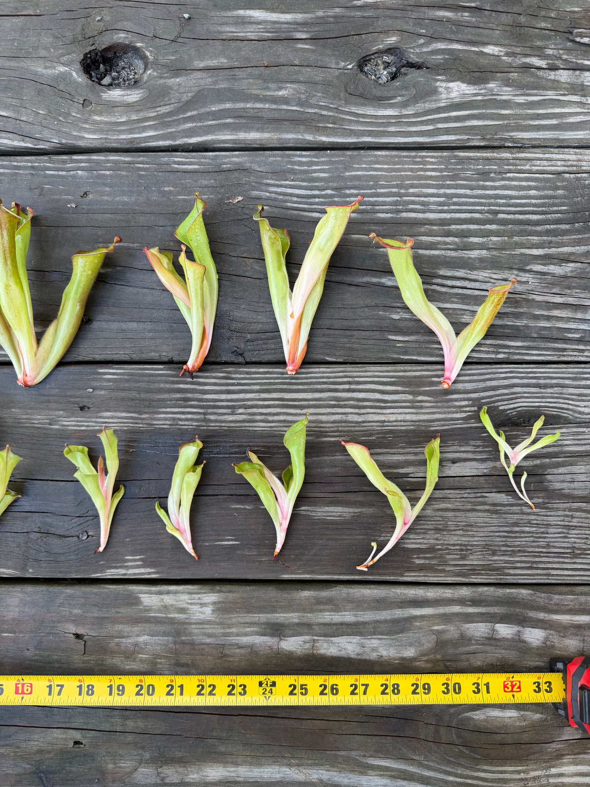 Heliamphora (tatei x folliculata) x macdonaldae #9 52624 SGLC - Fresh Divisions
