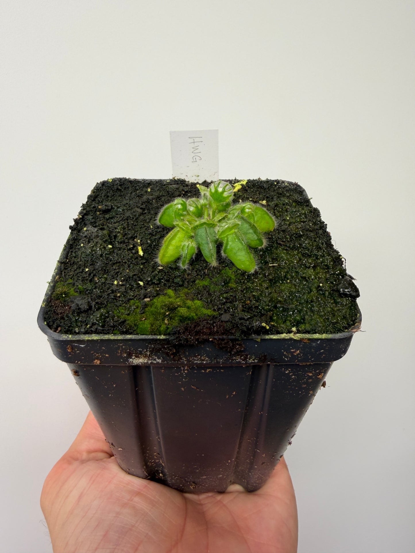 Cephalotus follicularis “Harald Weiner Giant” (aka True Giant) - *Rare*