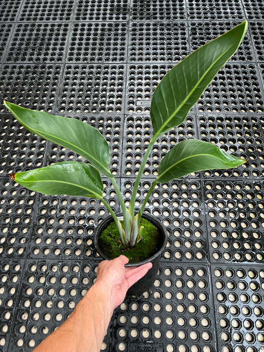 Strelitzia nicolai - “Giant White Bird of Paradise”