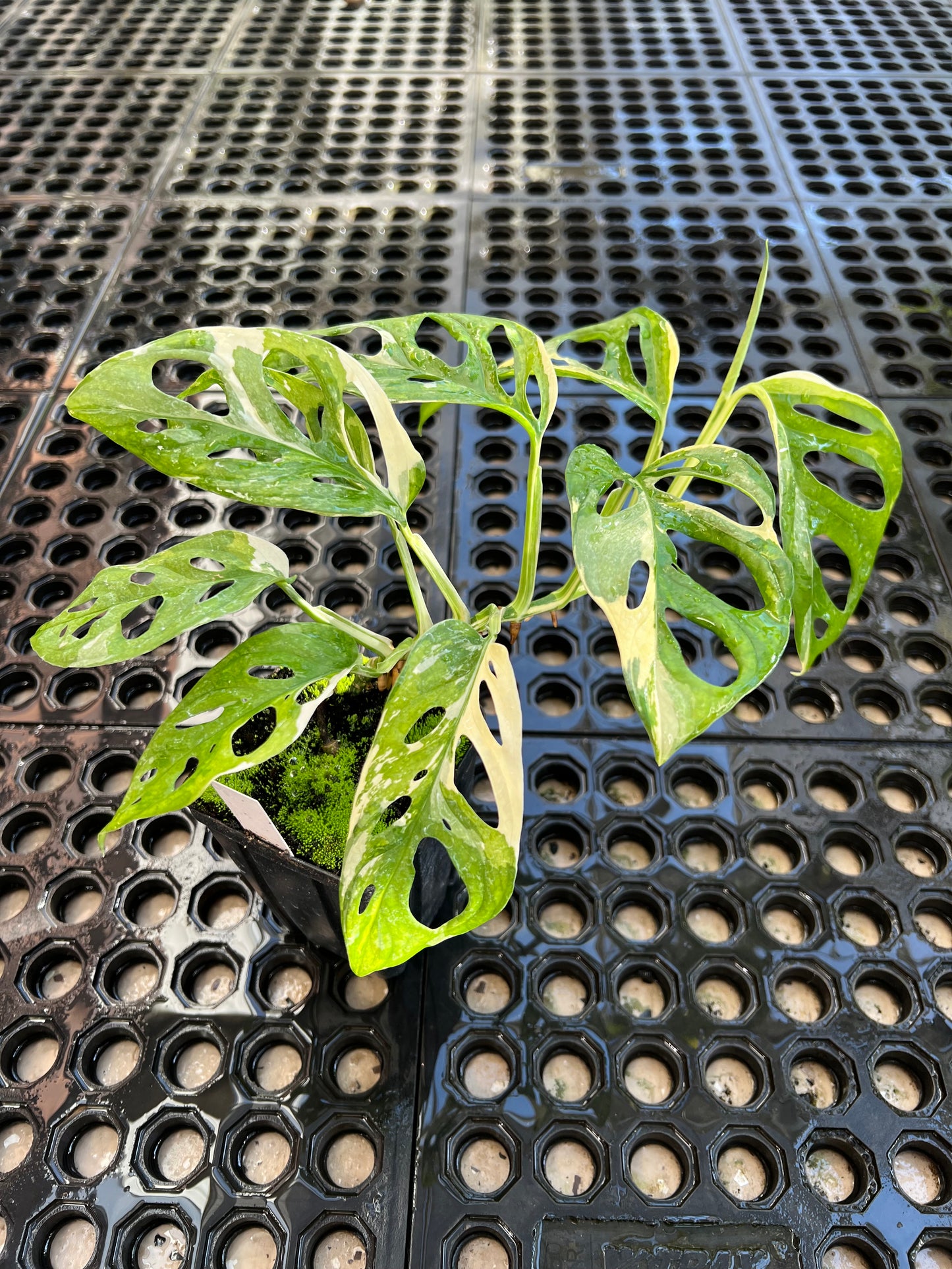 Monstera adansonii “Tricolor” LC
