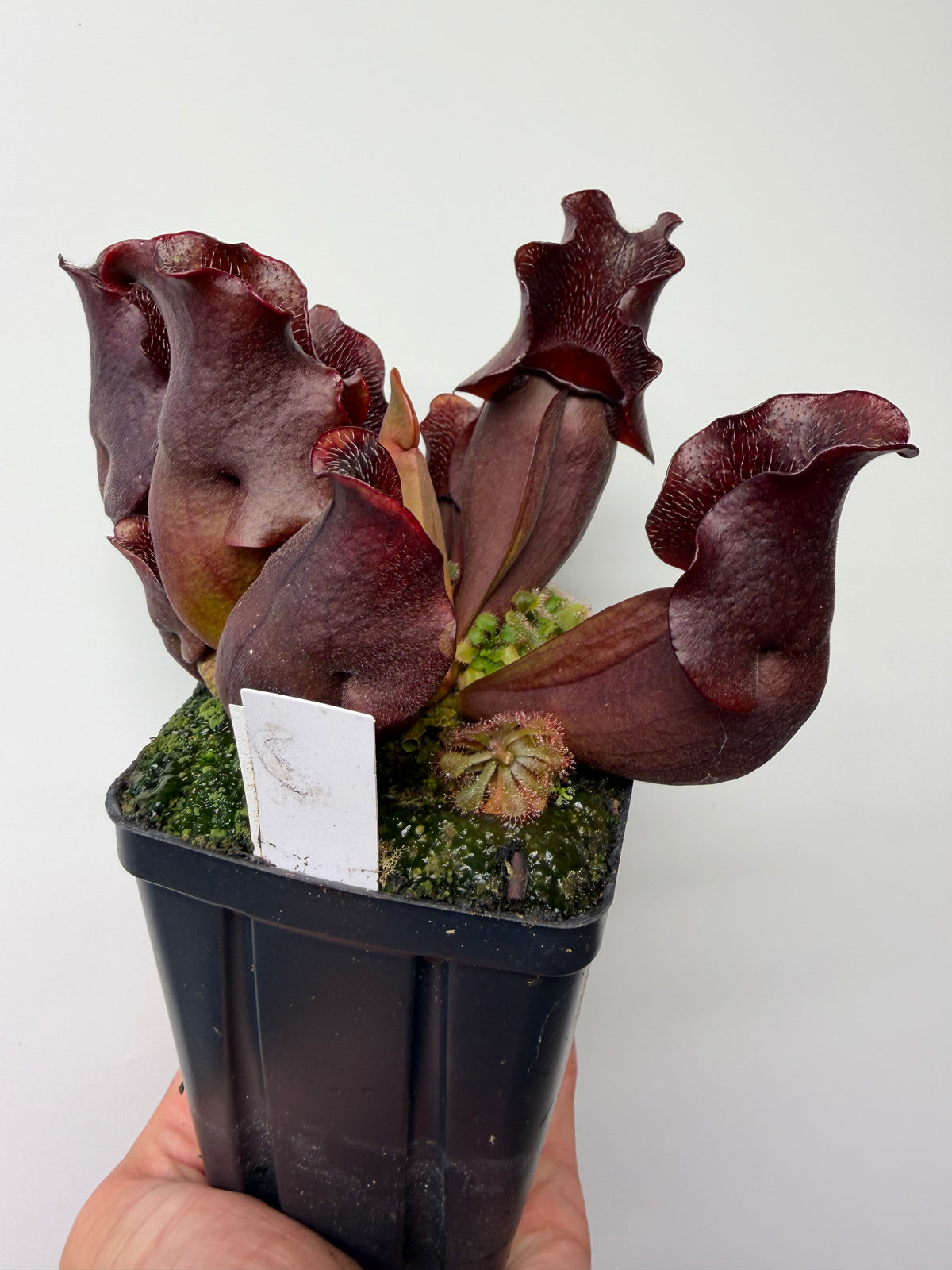 Sarracenia purpurea ssp. venosa (Brunswick Co, NC x Carteret Co, NC)  - Seed Grown #8