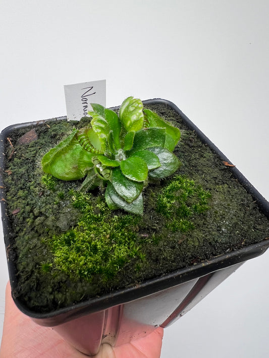 Cephalotus follicularis “Norma”