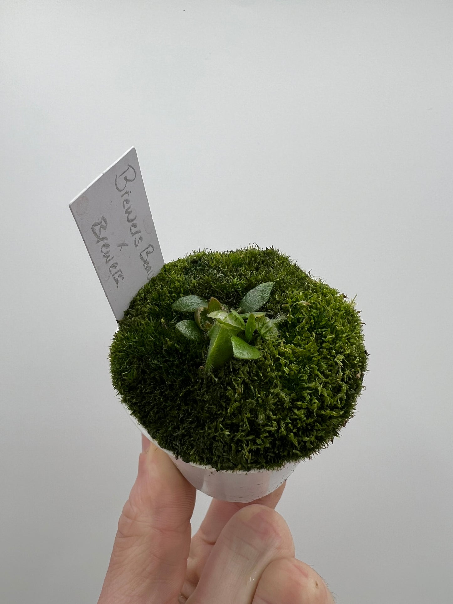 Cephalotus follicularis “Brewers Beauty” x “Brewers”