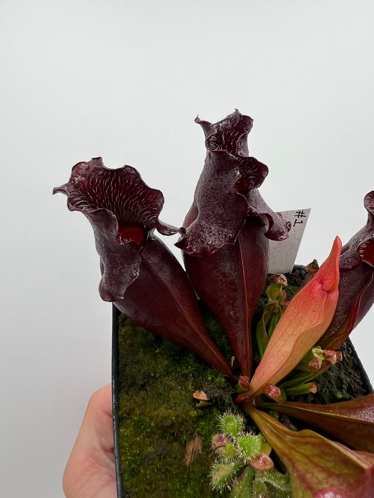 Sarracenia purpurea ssp. venosa (Brunswick Co, NC x Carteret Co, NC)  - Seed Grown #1
