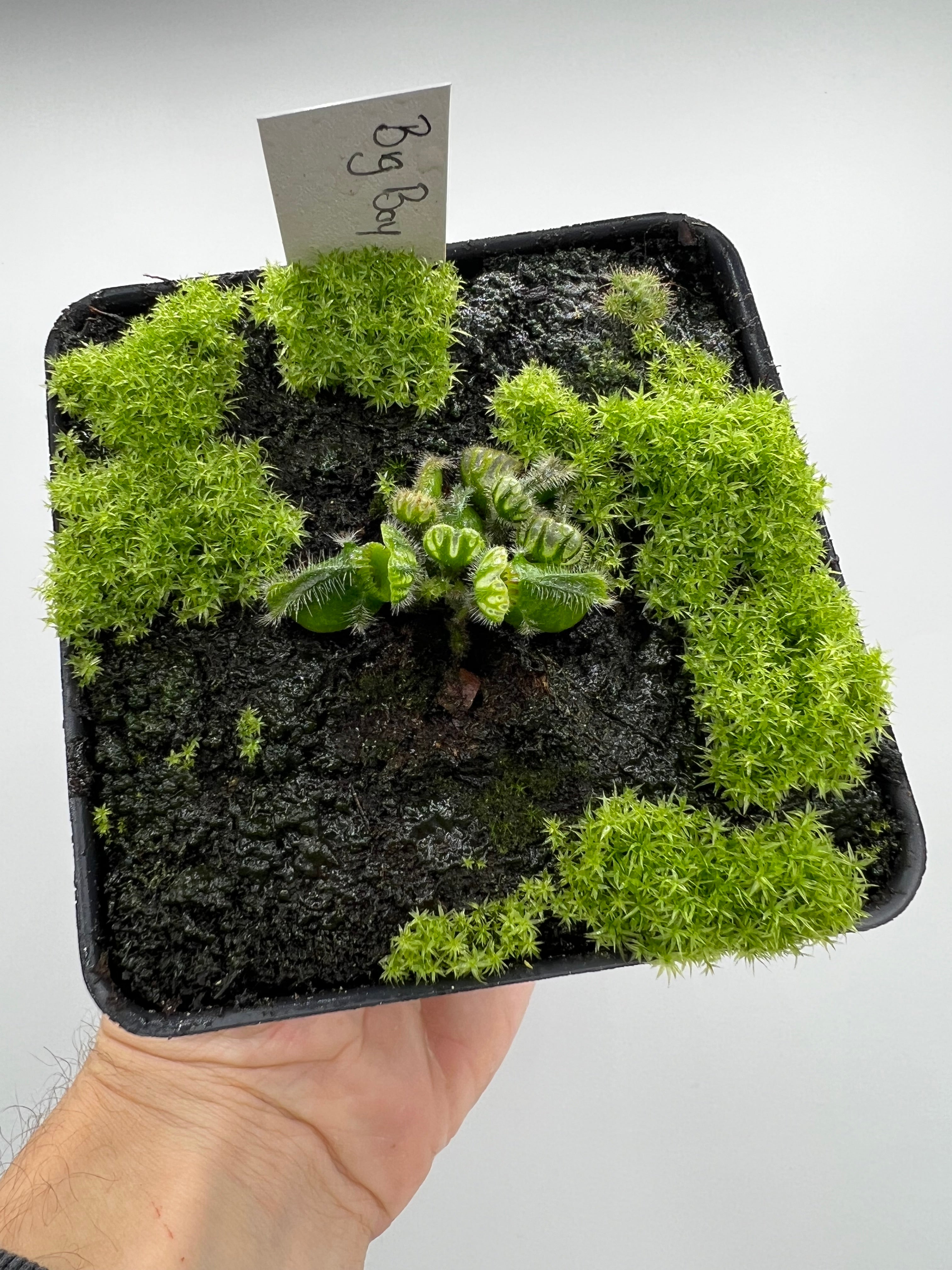 Cephalotus follicularis “Big Boy” – Little Carnivores