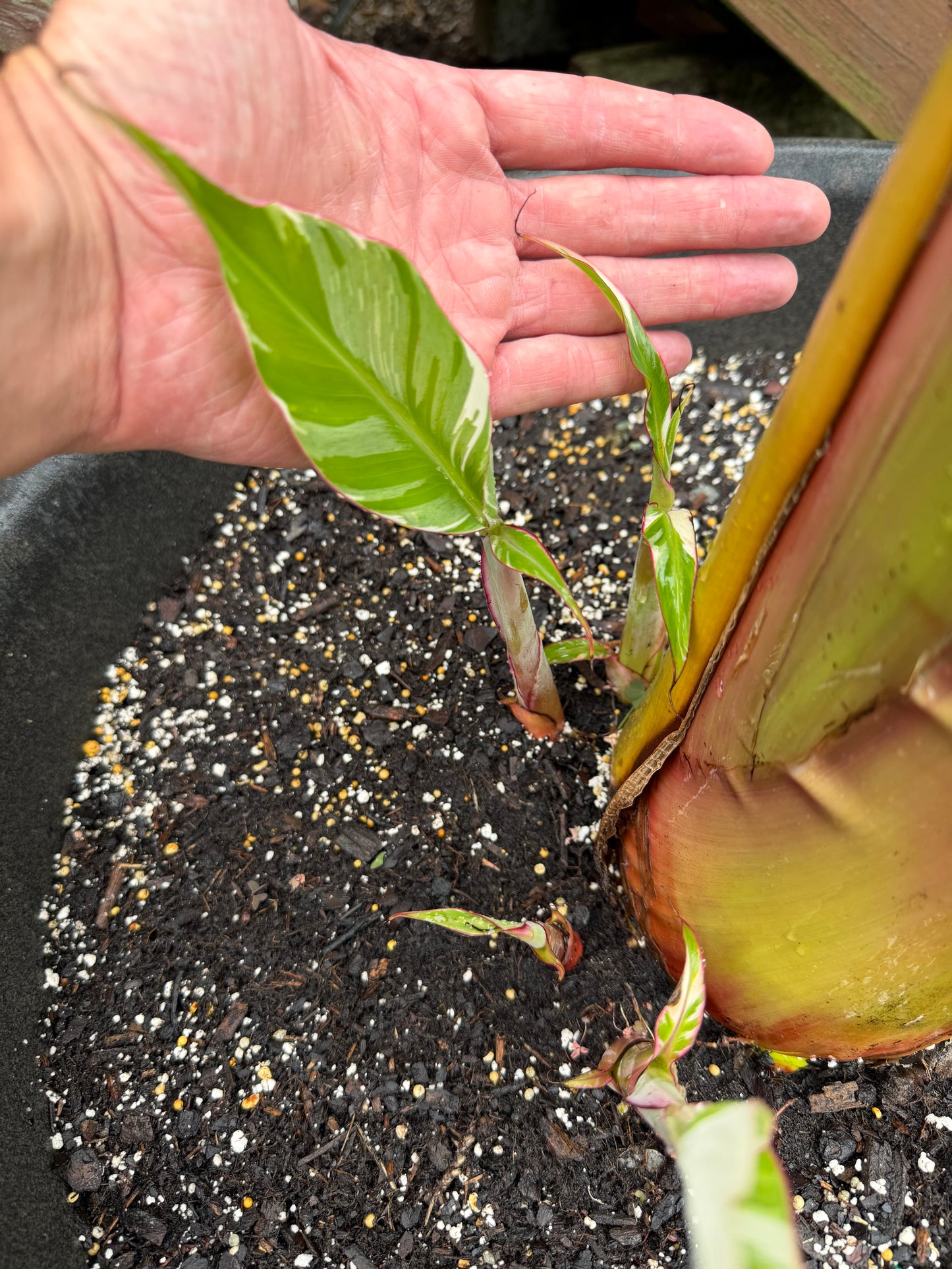 Musa florida - Rare White Variegated Banana (not from TC)