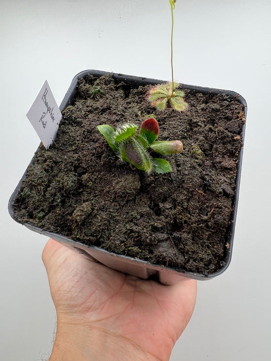 Cephalotus follicularis “Hampshire Red”