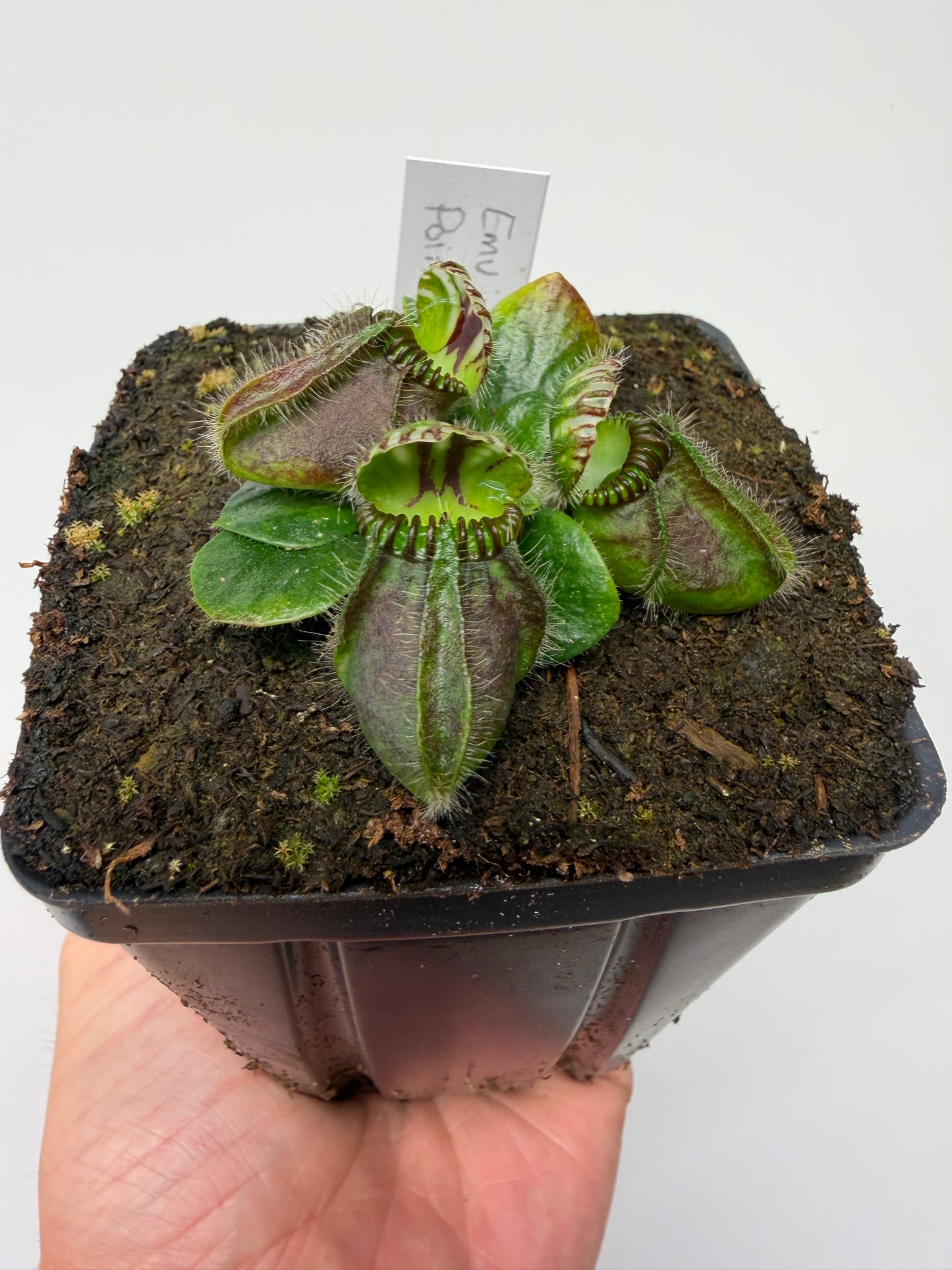 Cephalotus follicularis “Emu Pointe”