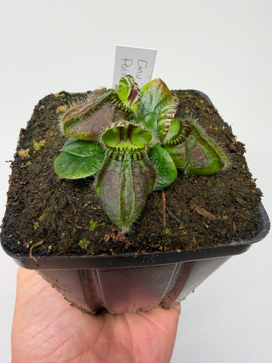 Cephalotus follicularis “Emu Pointe”
