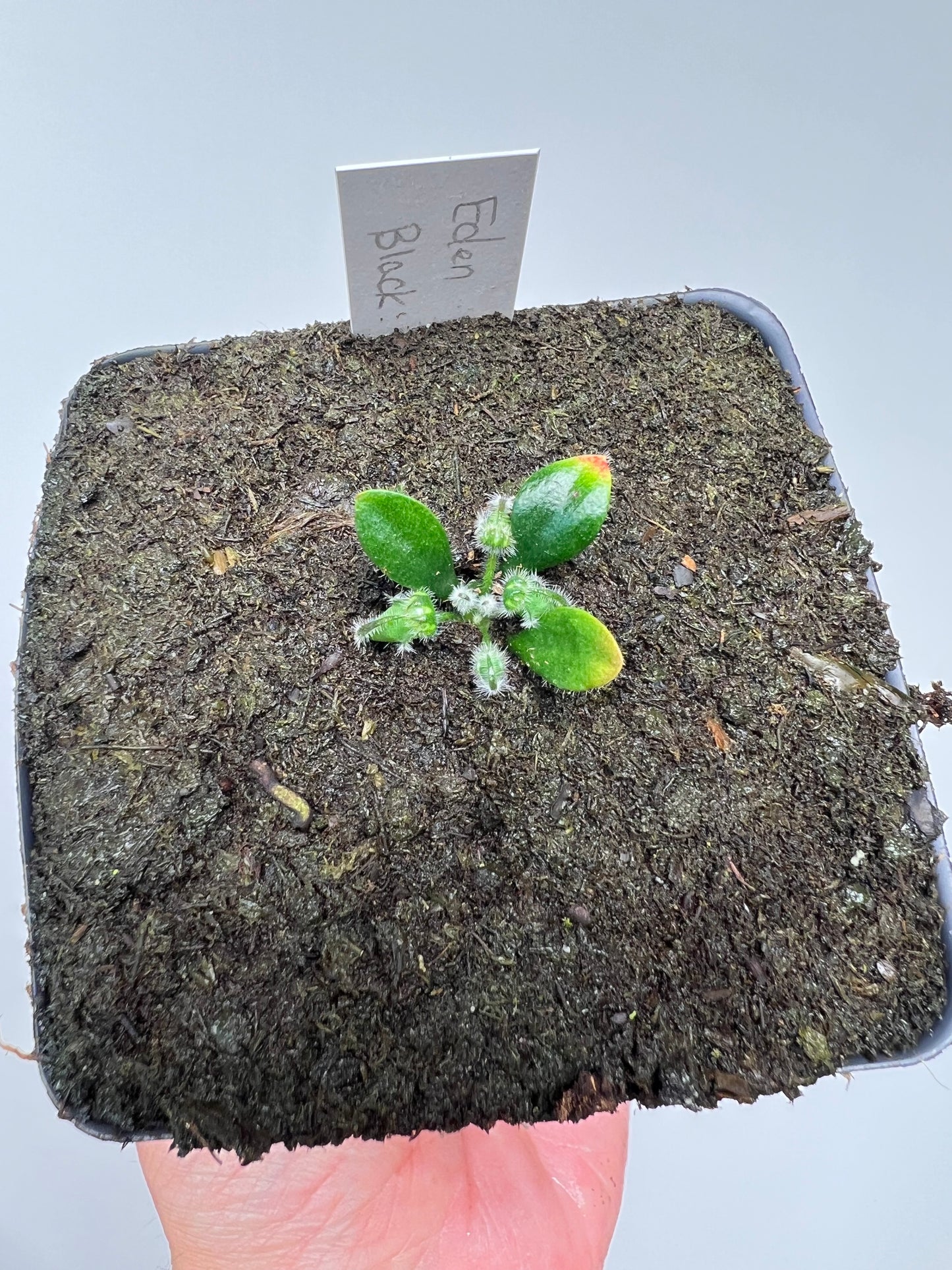 Cephalotus follicularis ‘Eden Black’ - *Rare* (small)