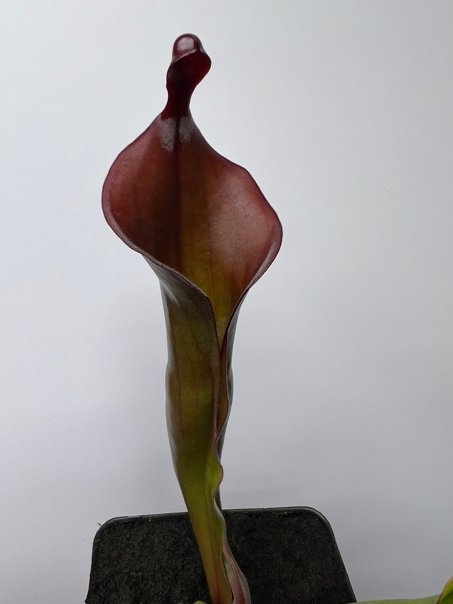 Heliamphora x “Tequila”