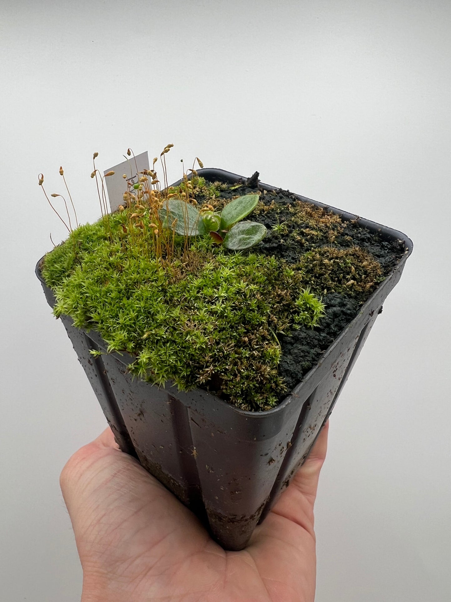 Cephalotus follicularis “Big Boy”
