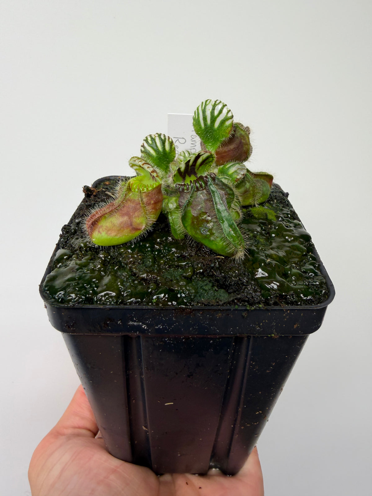 Cephalotus follicularis “Hampshire Red”