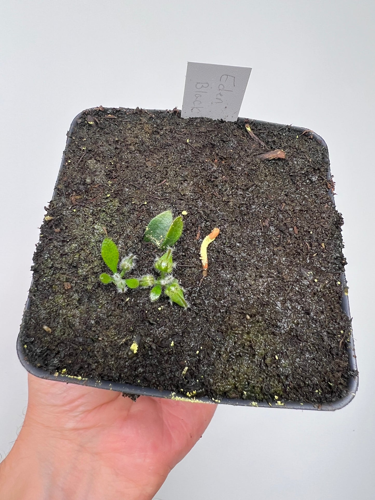 Cephalotus follicularis ‘Eden Black’ - *Rare* (small)