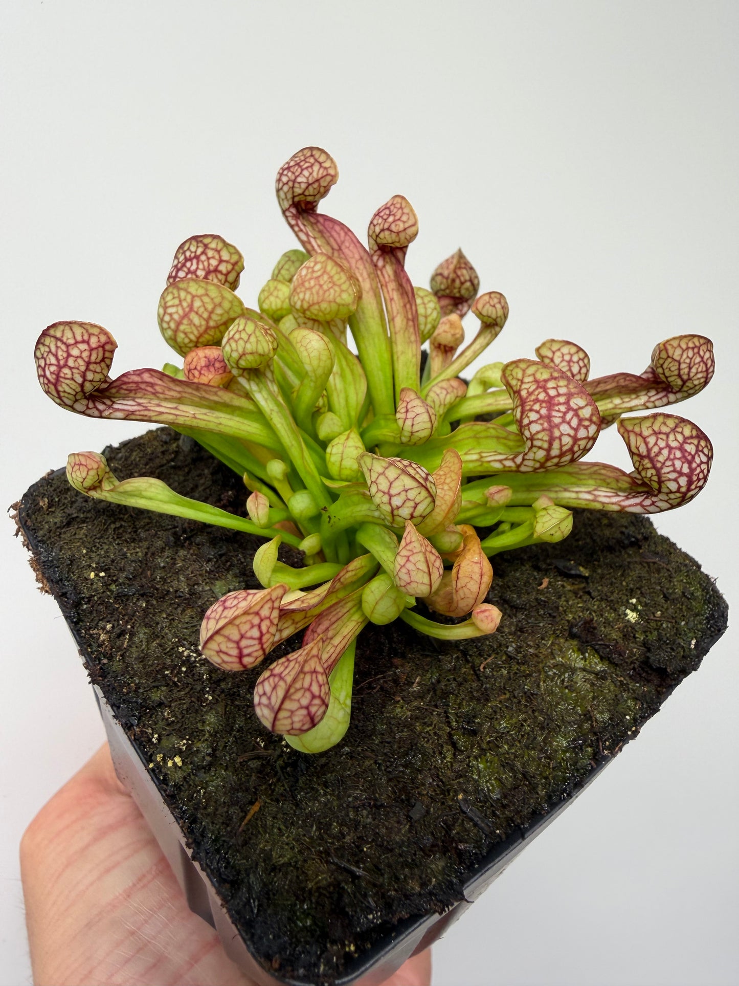 Sarracenia psittacina - “Turkey Hen Creek” - Seed Grown (4)