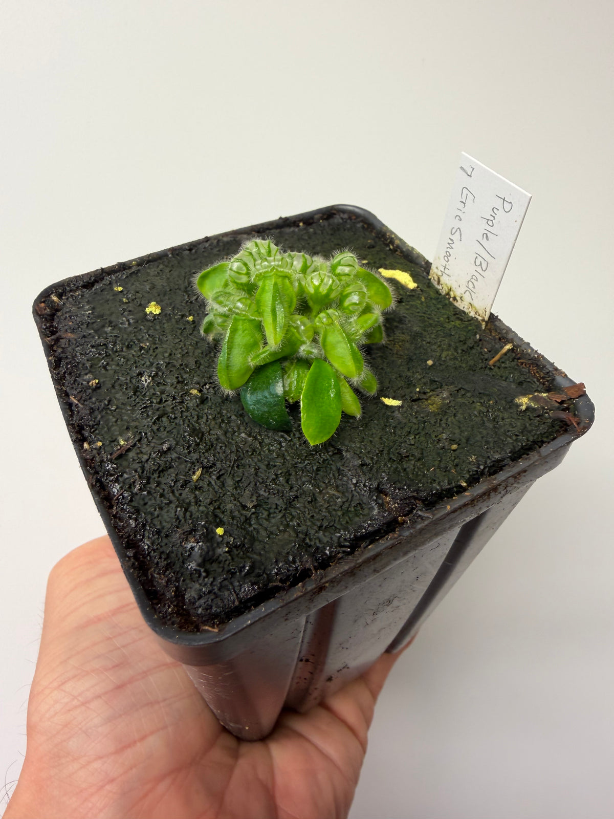 Cephalotus follicularis “Purple/Black” - Eric Smooth #7