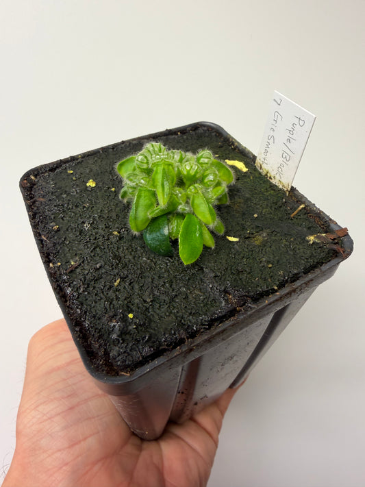 Cephalotus follicularis “Purple/Black” - Eric Smooth #7