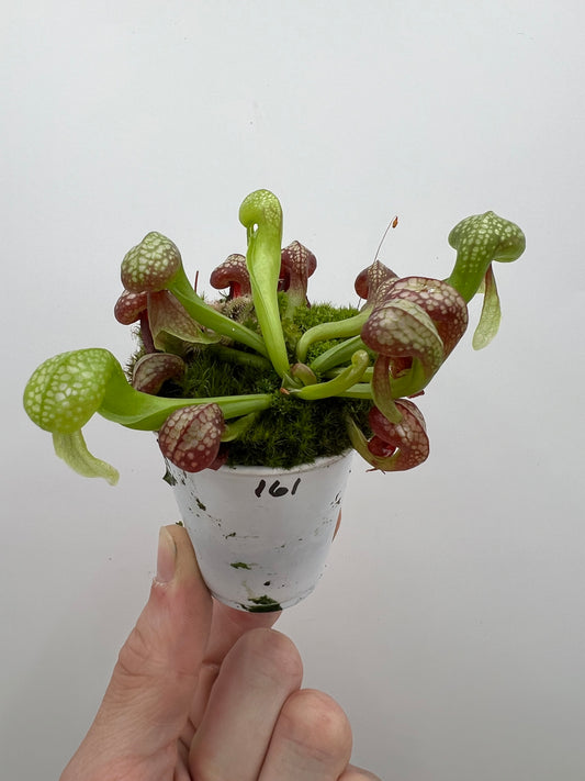 Darlingtonia californica (Cobra Pitcher Plant) - Seed Grown #161