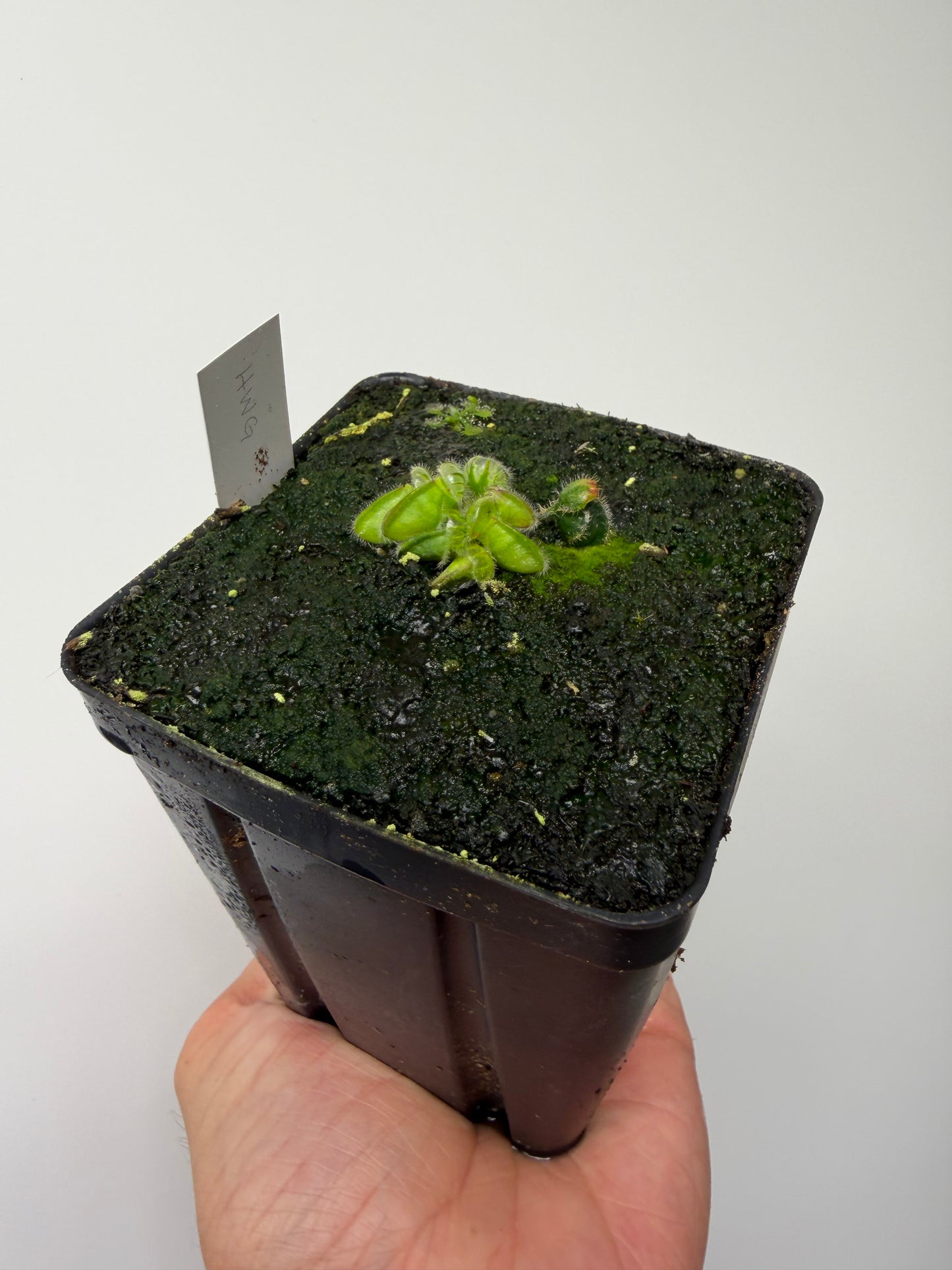 Cephalotus follicularis “Harald Weiner Giant” (aka True Giant) - *Rare*