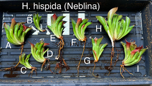 Heliamphora hispida (Neblina) - Fresh Divisions
