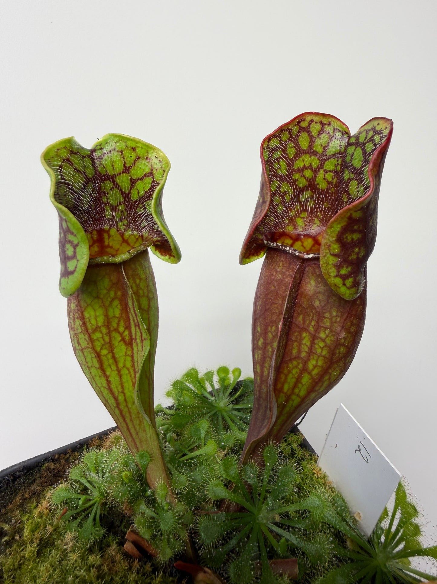 Sarracenia purpurea ssp. purpurea (Pike County, PA) - Seed Grown #12