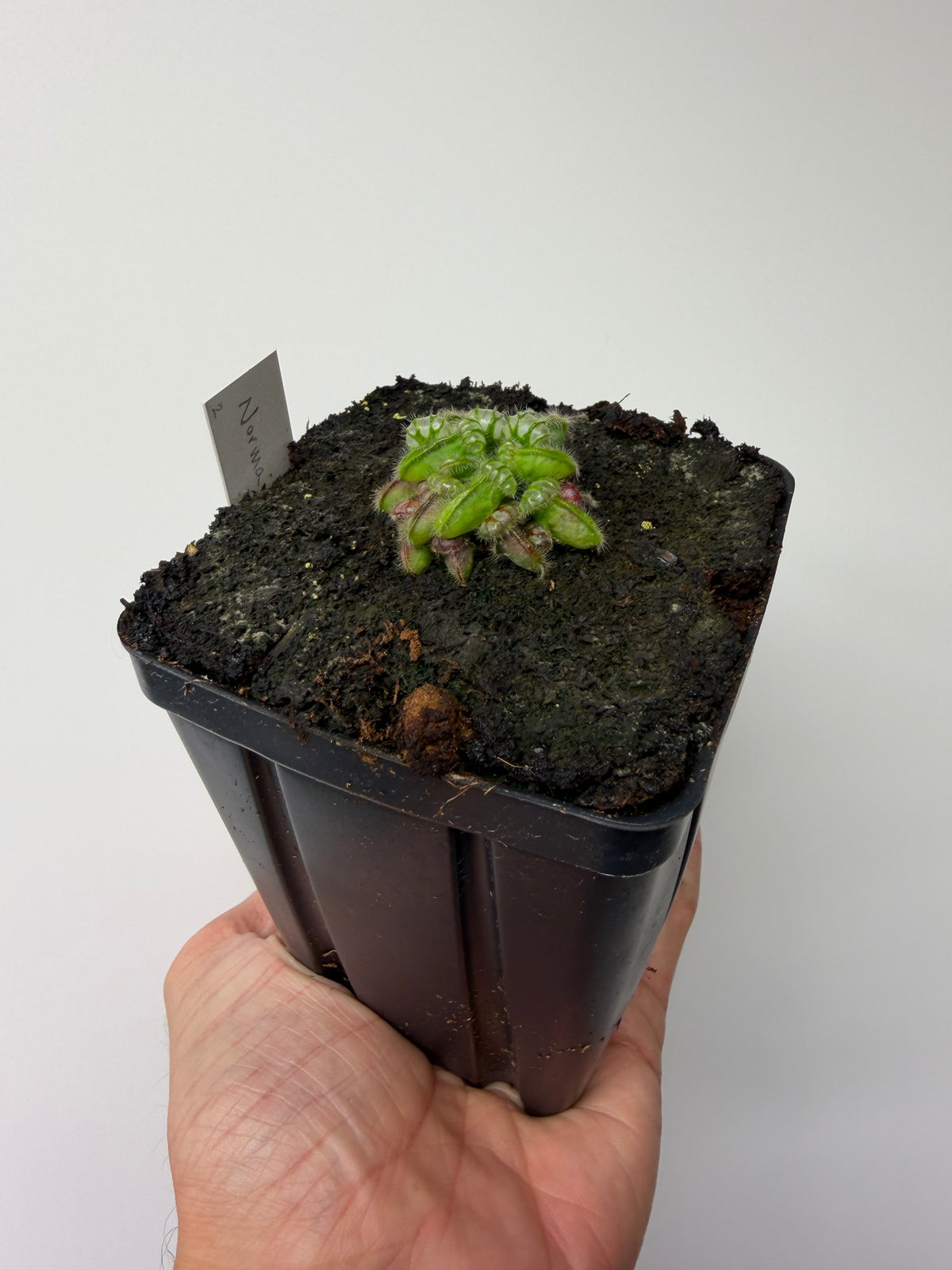 Cephalotus follicularis “Norma” #2