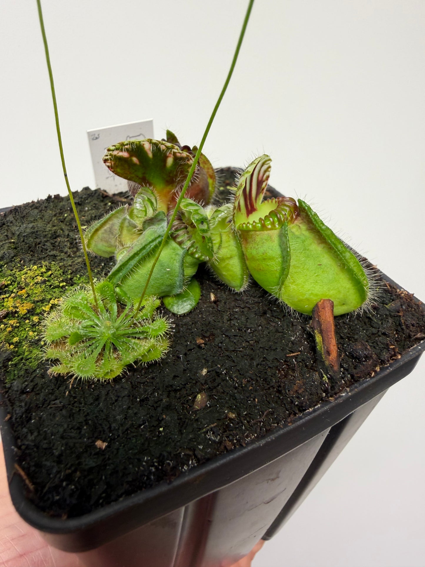 Cephalotus follicularis “Broke Inlet” (3)