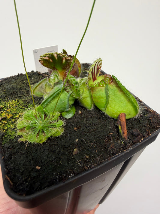 Cephalotus follicularis “Broke Inlet” (3)