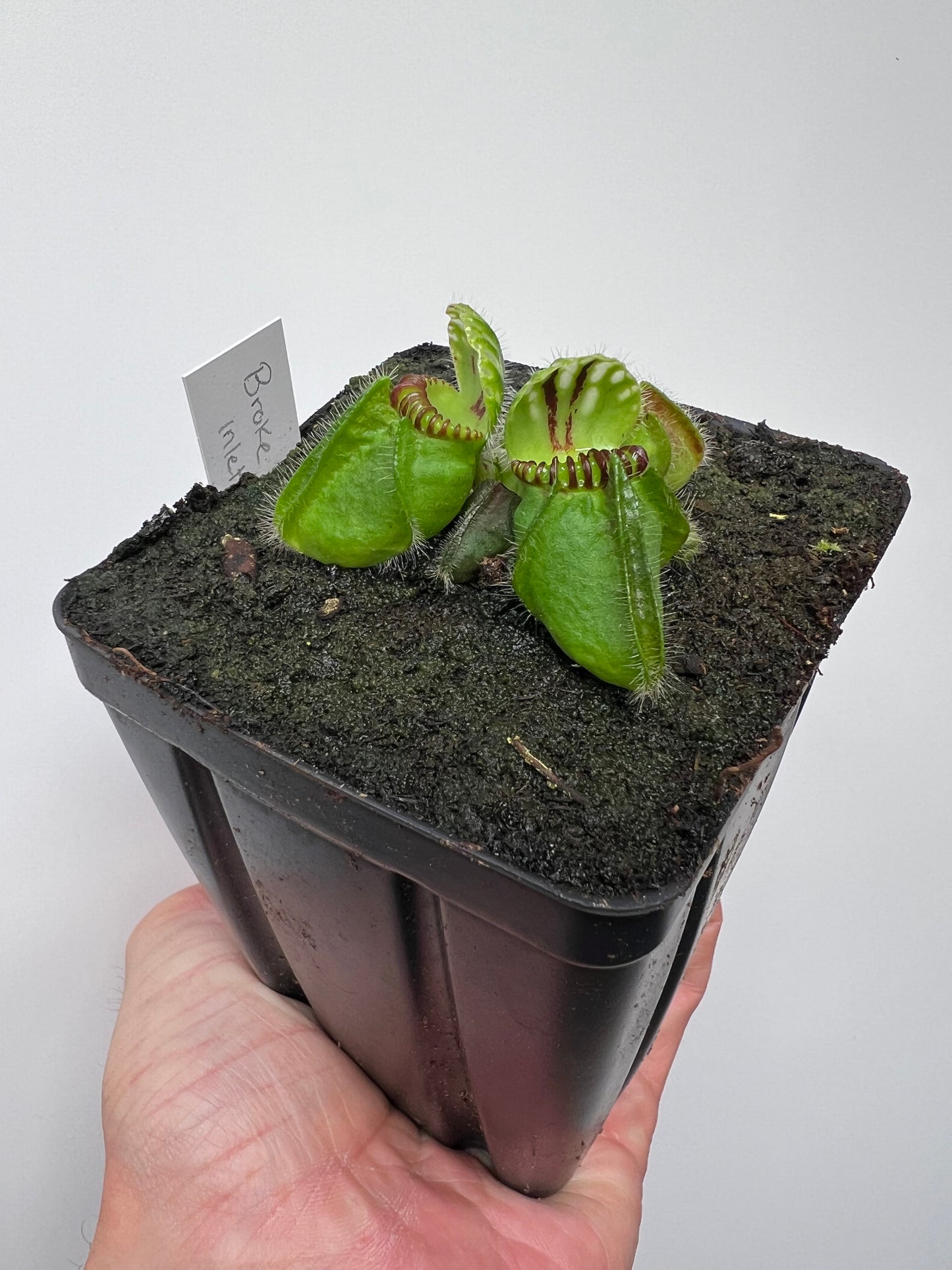 Cephalotus follicularis “Broke Inlet”
