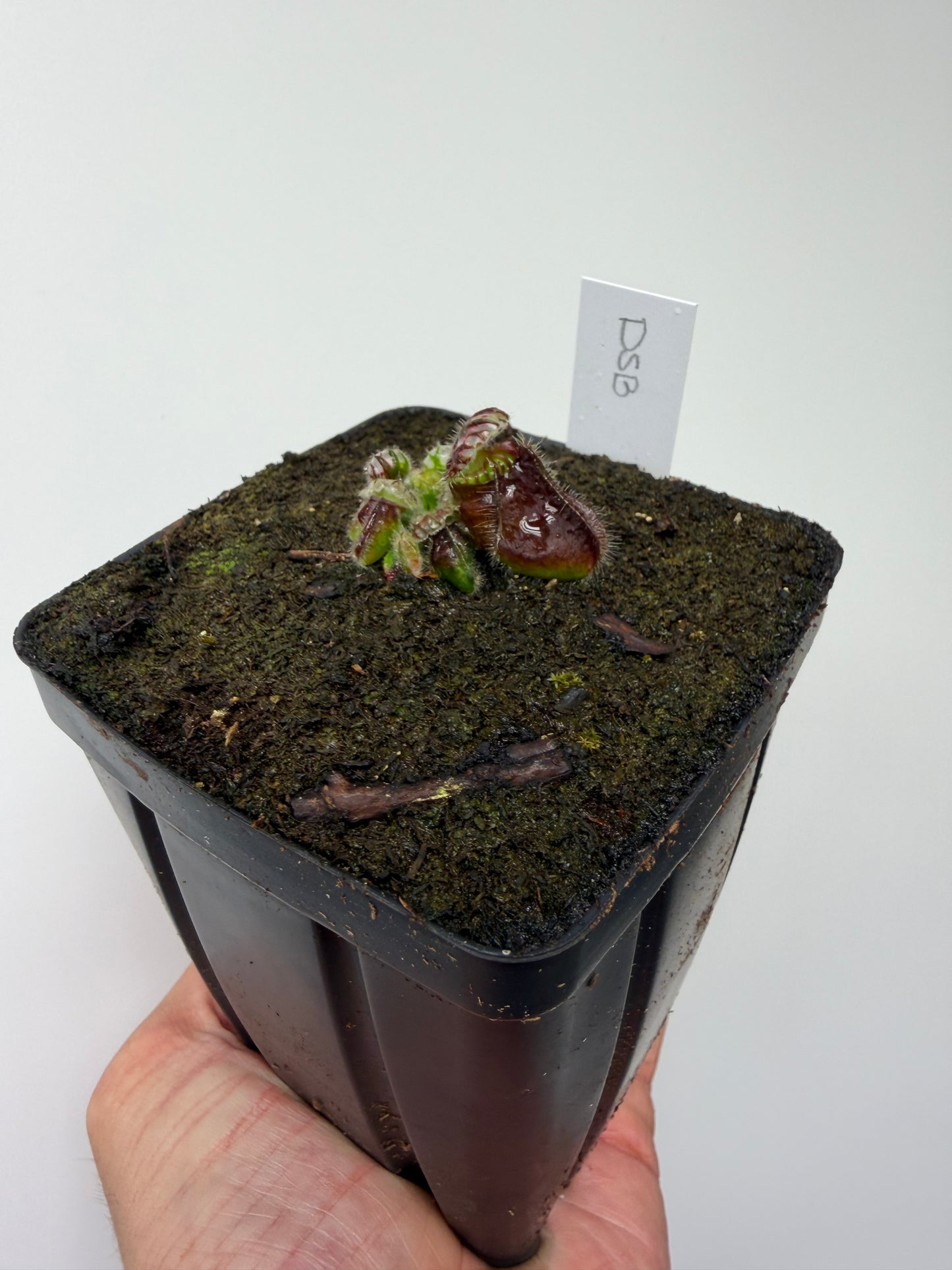 Cephalotus follicularis “David Švarc Black” - *Rare* (7)