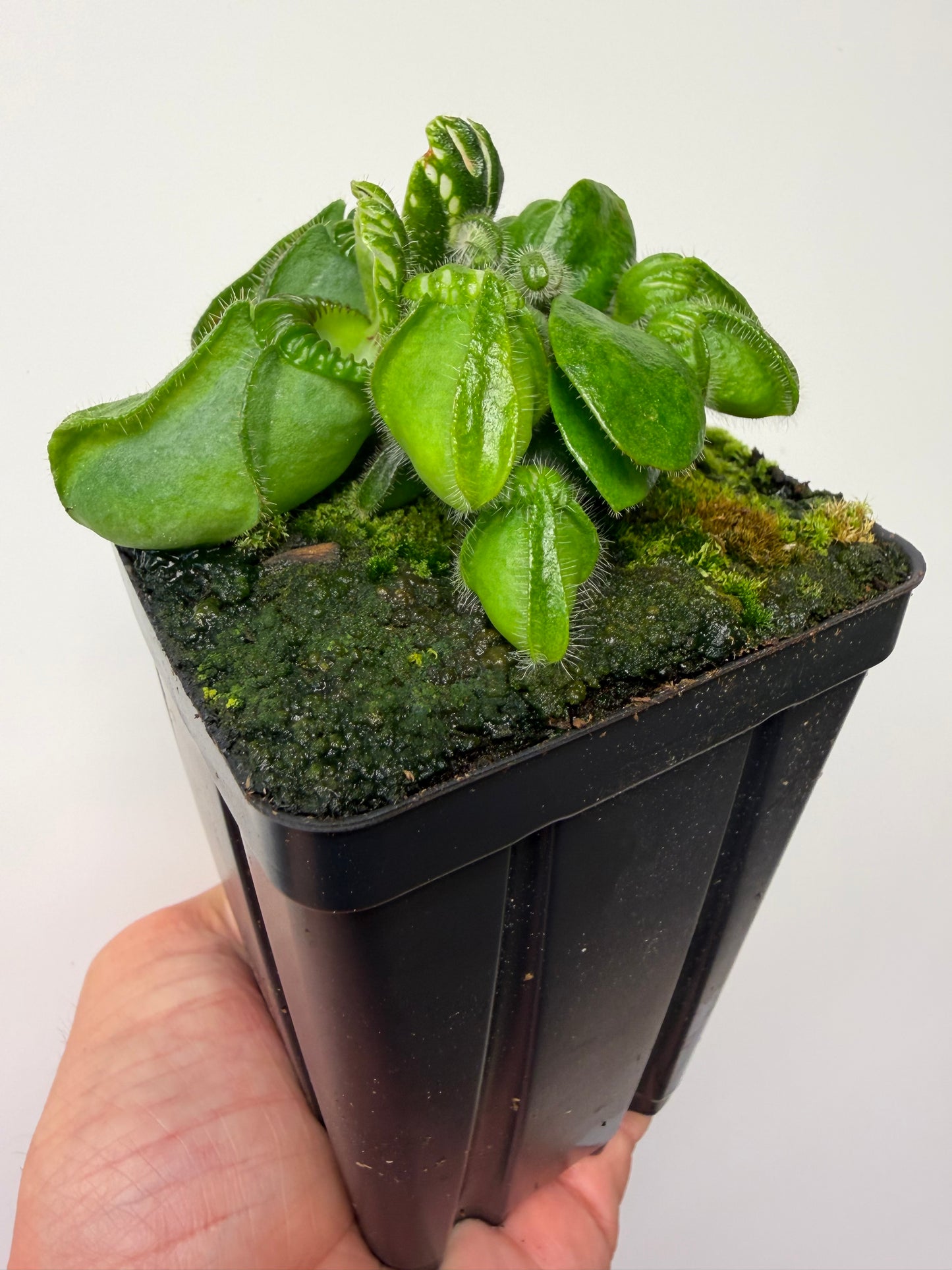 Cephalotus follicularis “Brewers Giant”