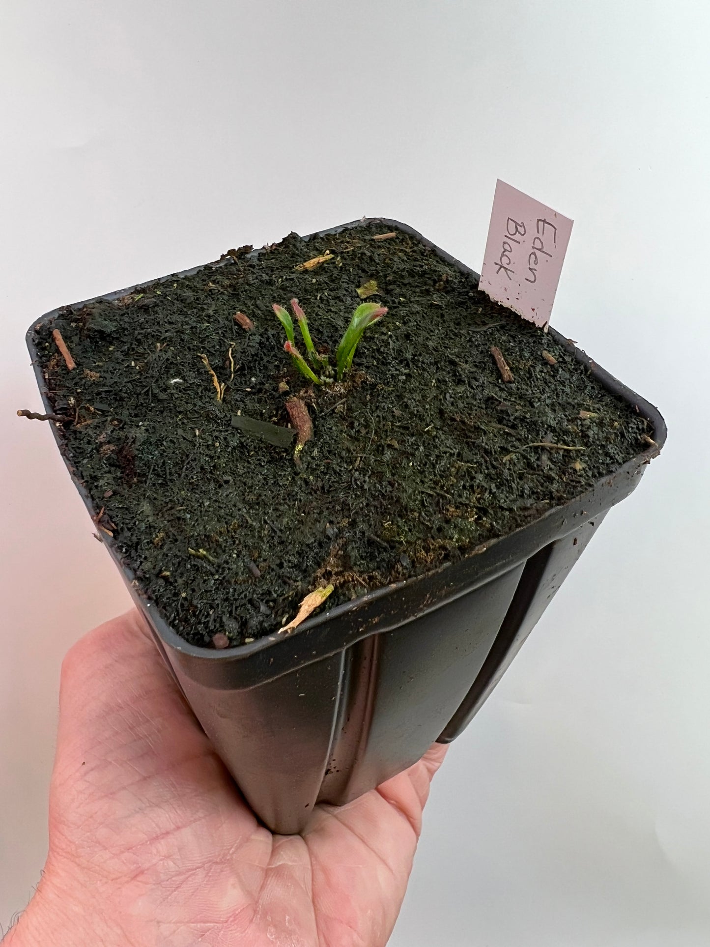 Cephalotus follicularis ‘Eden Black’ - *Rare* (small)