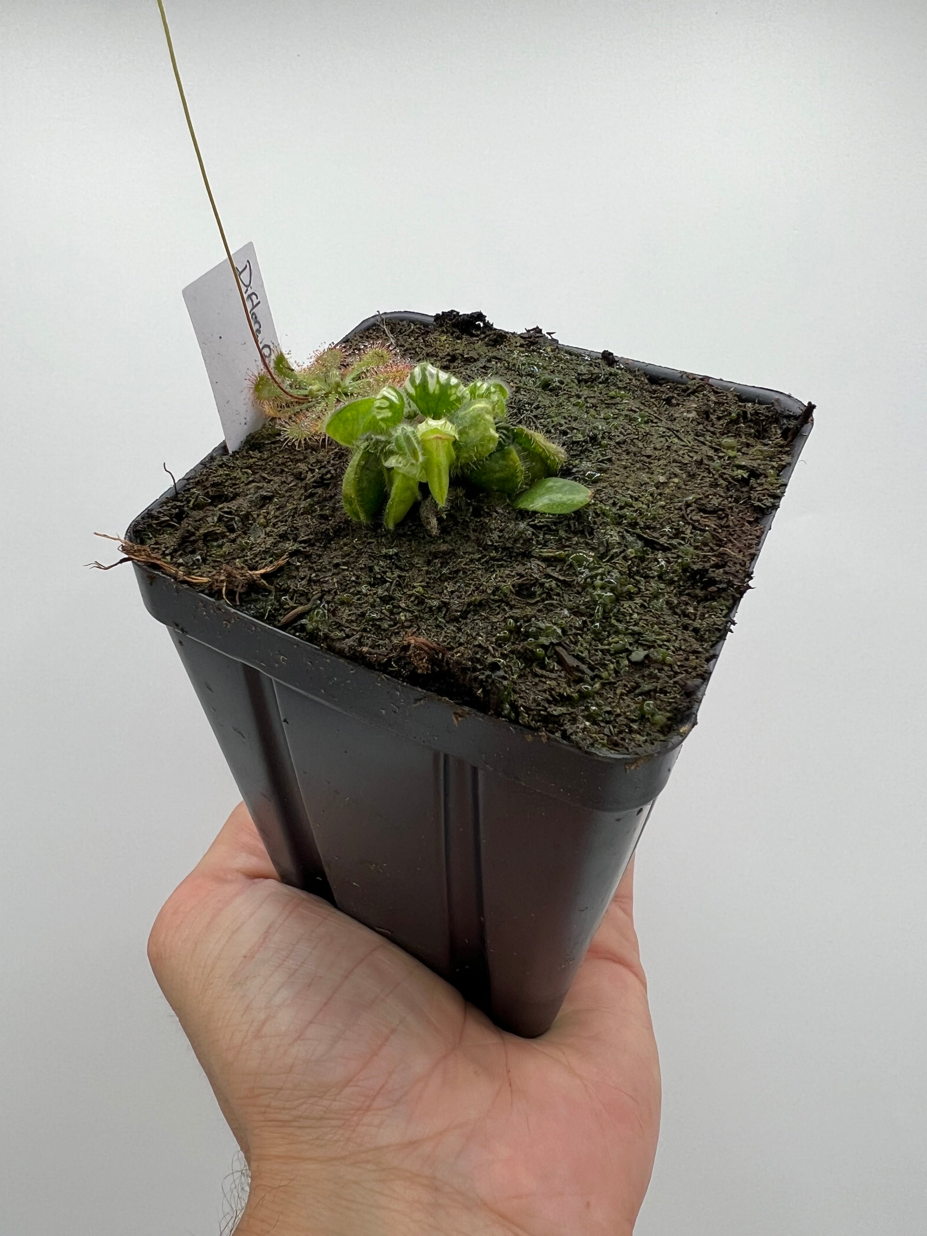 Cephalotus follicularis “Diflora giant” – Little Carnivores