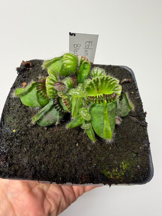Cephalotus follicularis ‘Eden Black’ #5 - *Rare*