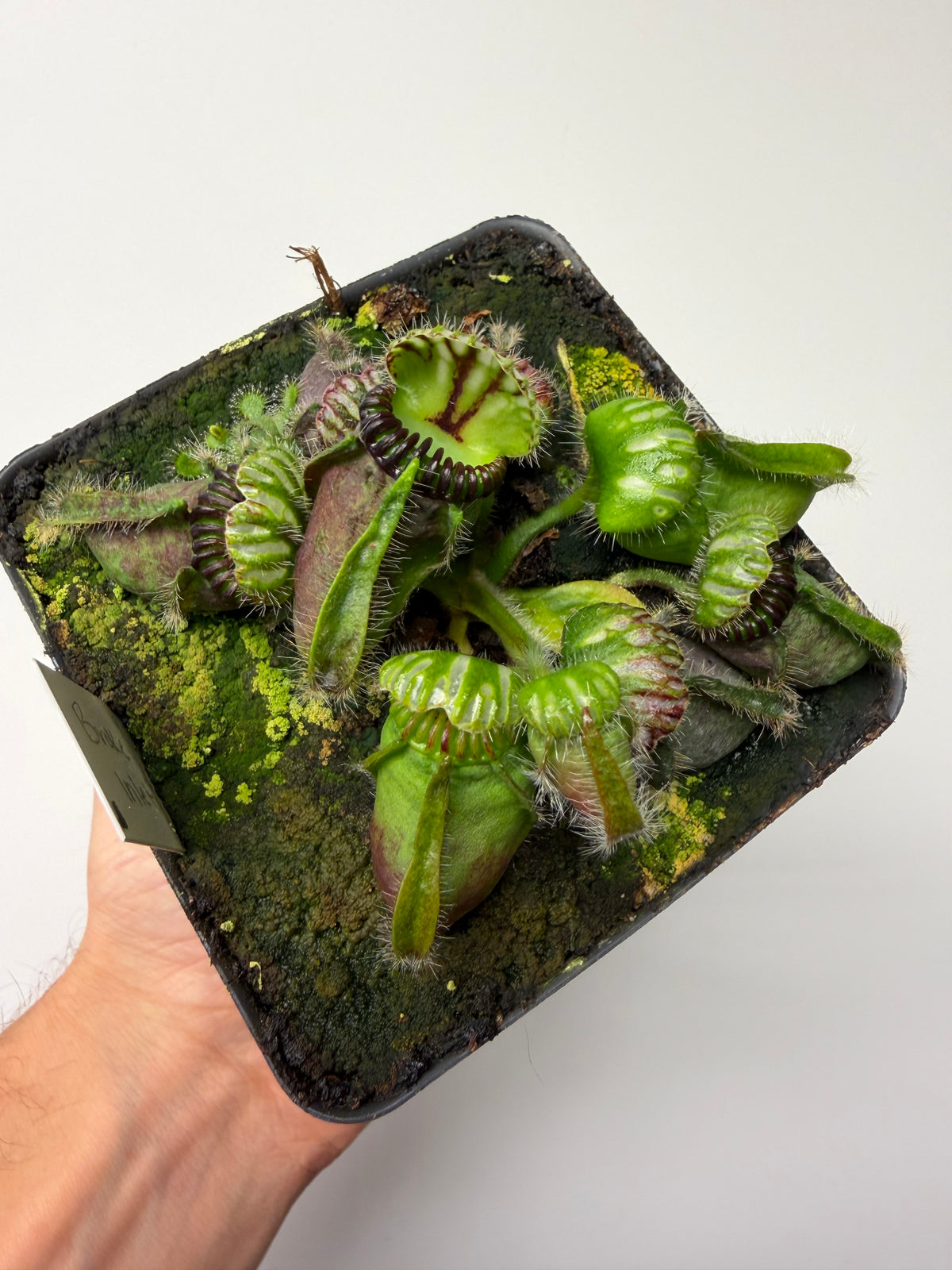 Cephalotus follicularis “Broke Inlet” #5