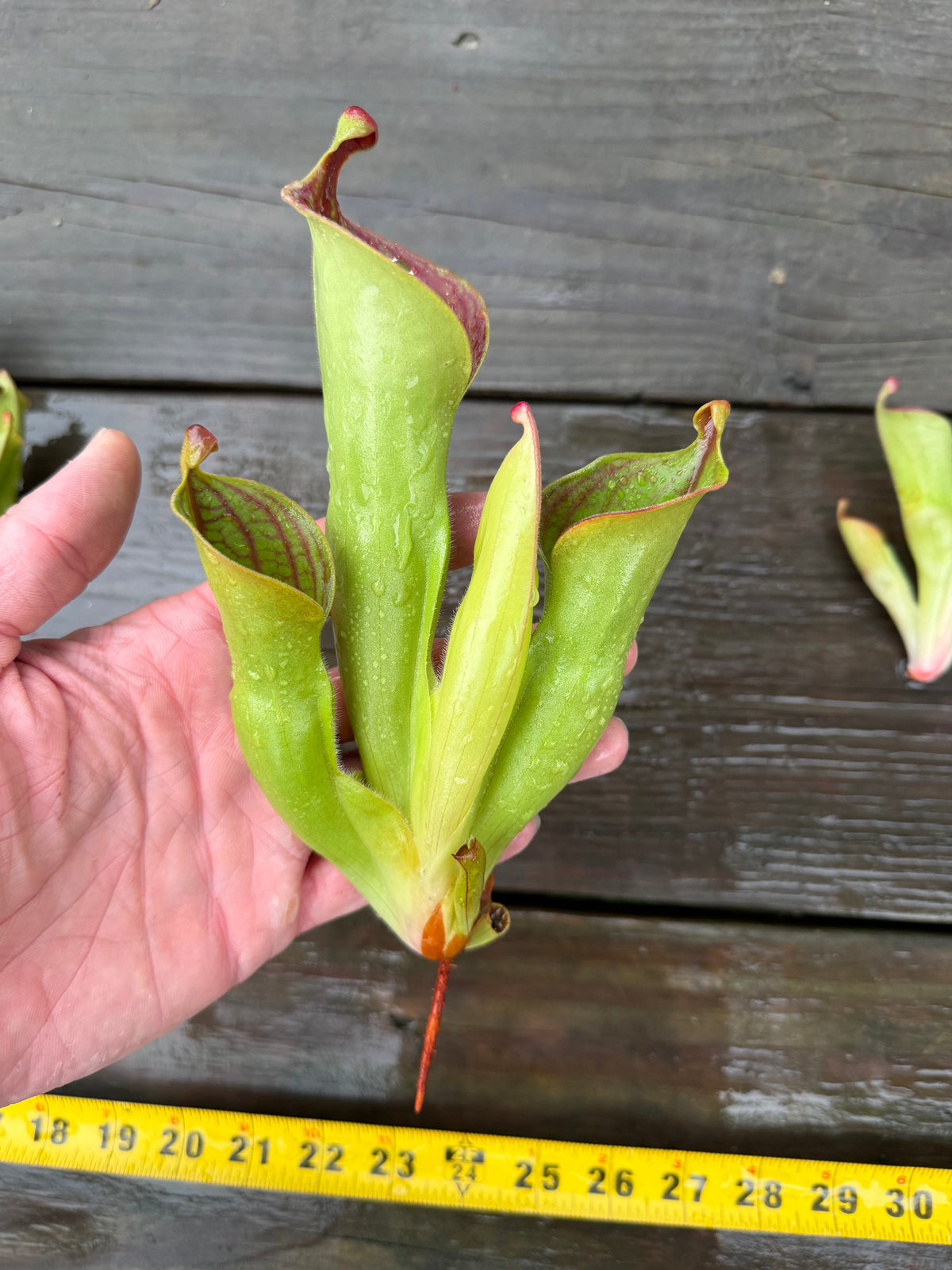 Heliamphora (tatei x folliculata) x macdonaldae #7 52624 SGLC - Fresh Divisions