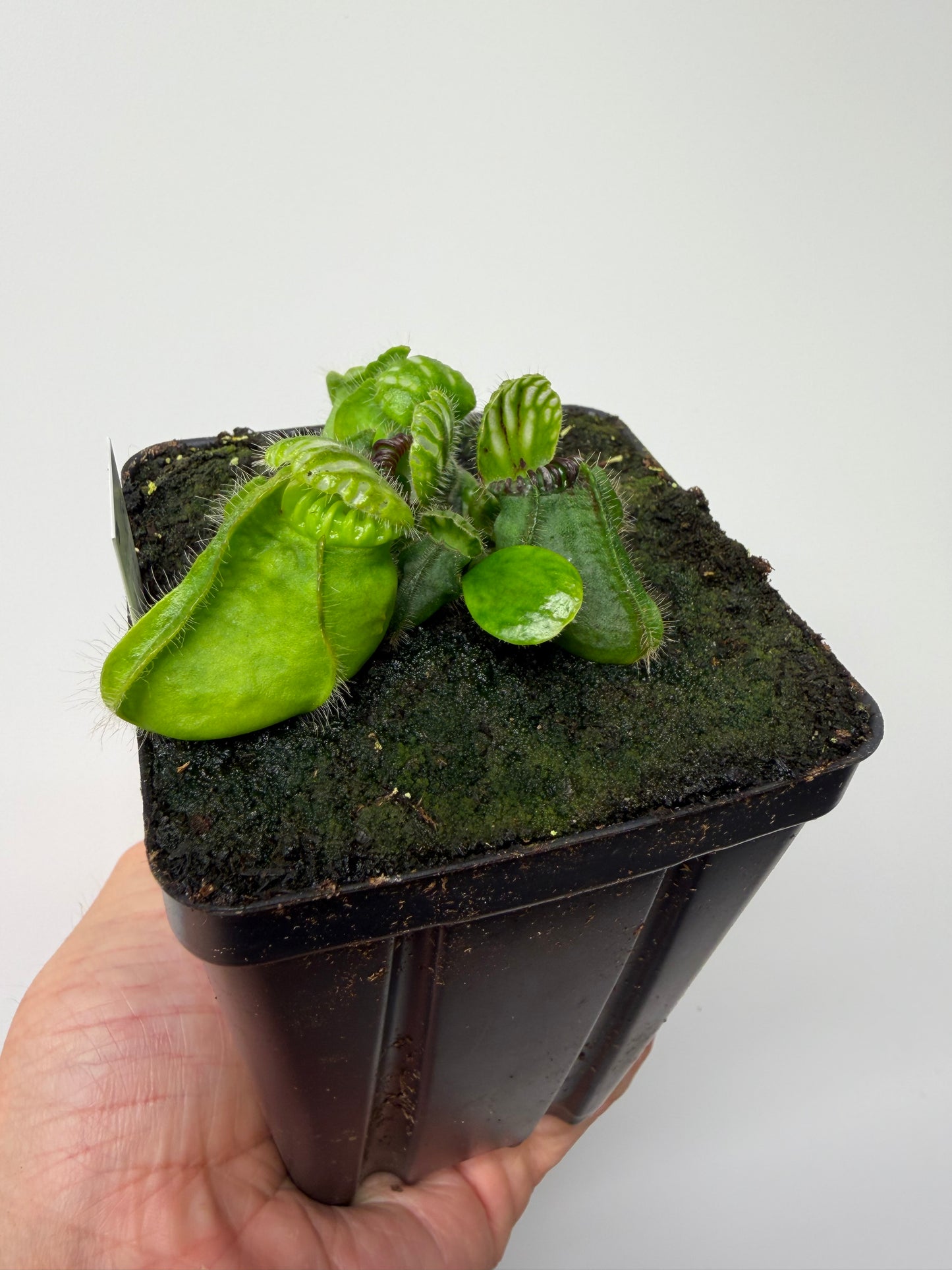 Cephalotus follicularis “Broke Inlet” (11)
