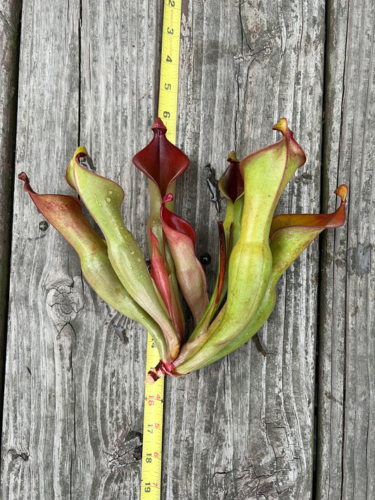 Heliamphora “Nutans Giant”