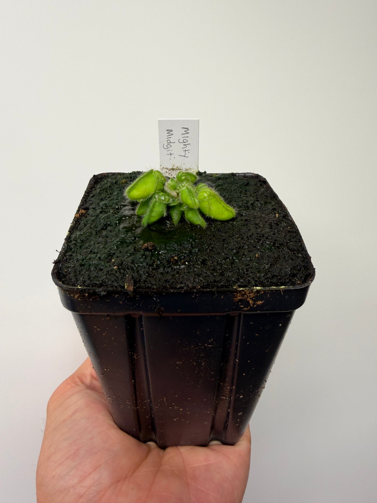 Cephalotus follicularis “Mighty Midget” - *Rare* (10)
