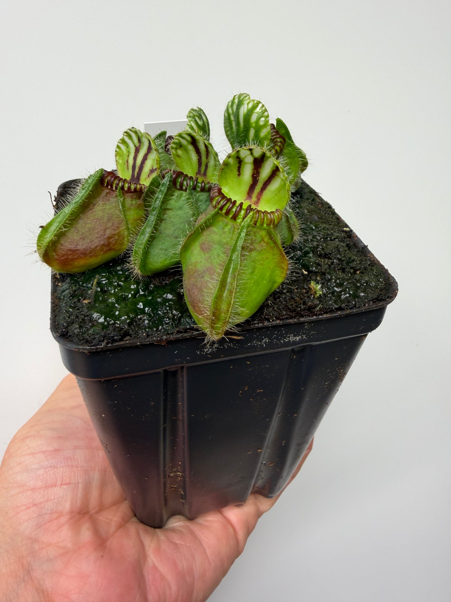 Cephalotus follicularis “Broke Inlet” (1)