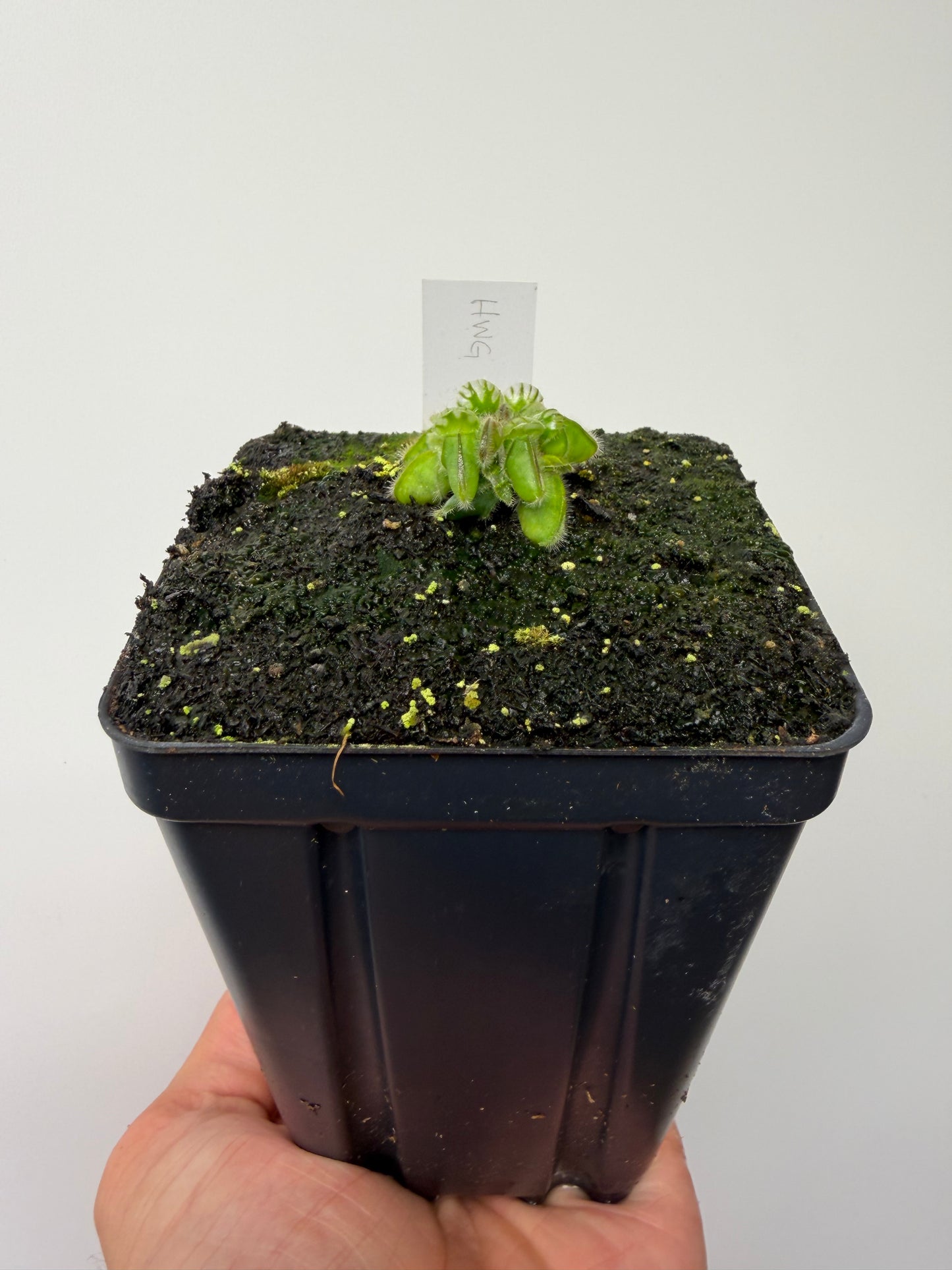 Cephalotus follicularis “Harald Weiner Giant” (aka True Giant) - *Rare*