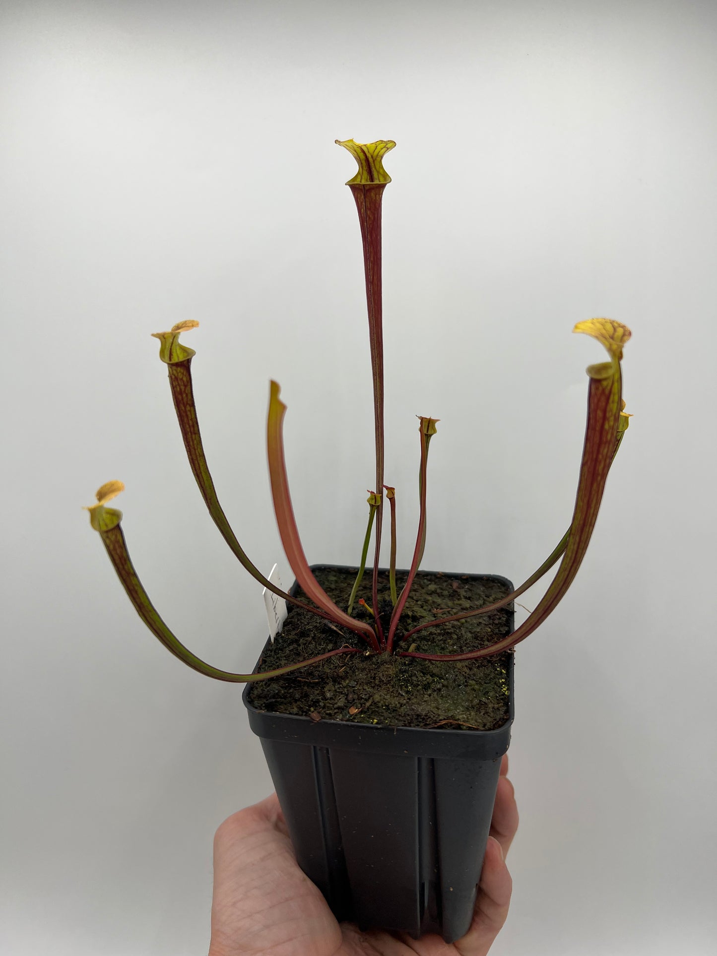 Sarracenia flava var. rubricorpora (Liberty Co, FL) - Seed Grown