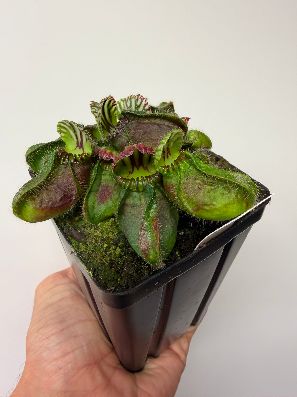 Cephalotus follicularis “Hampshire Red” #1