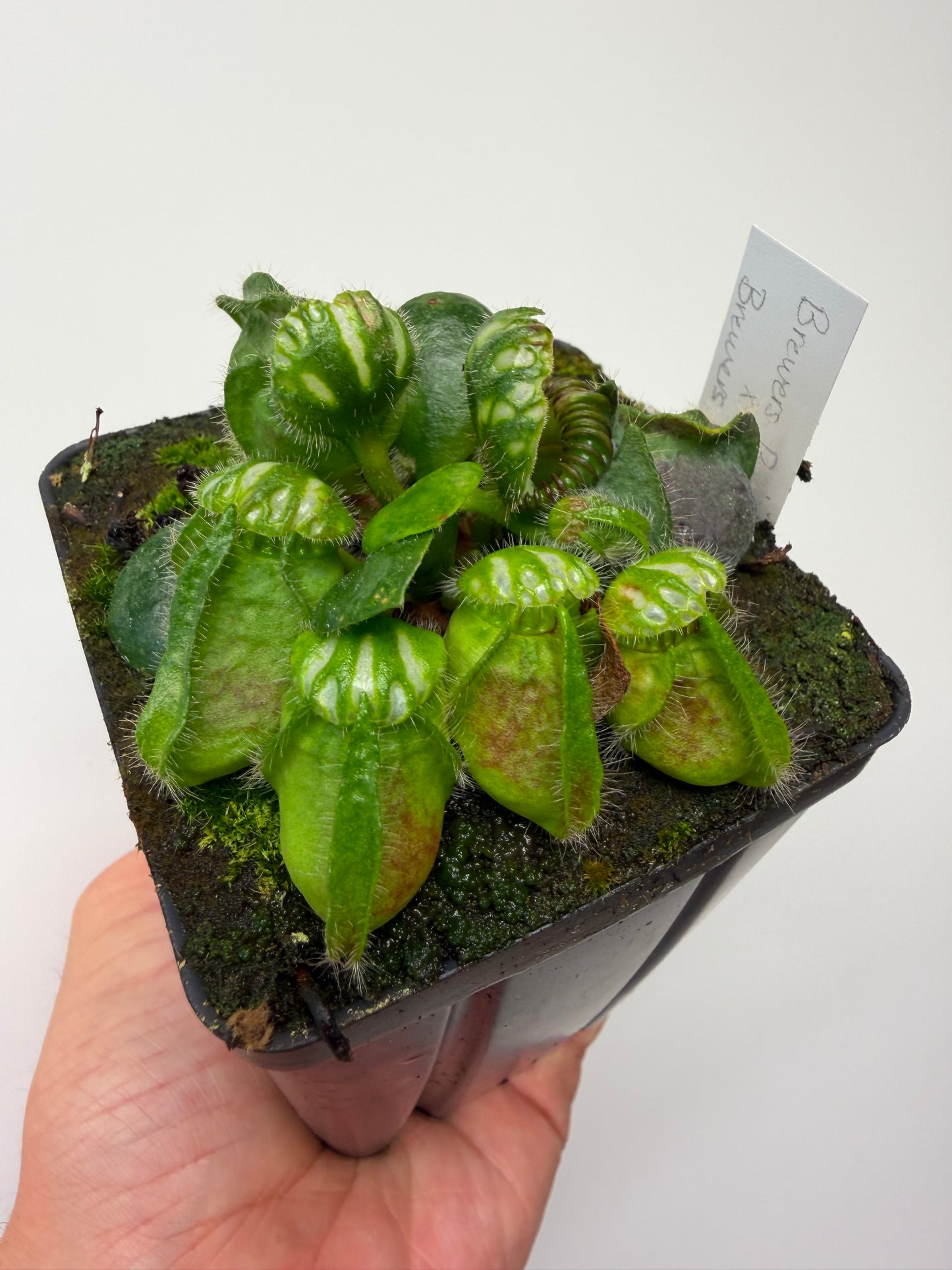 Cephalotus follicularis “Brewers Beauty” x “Brewers”