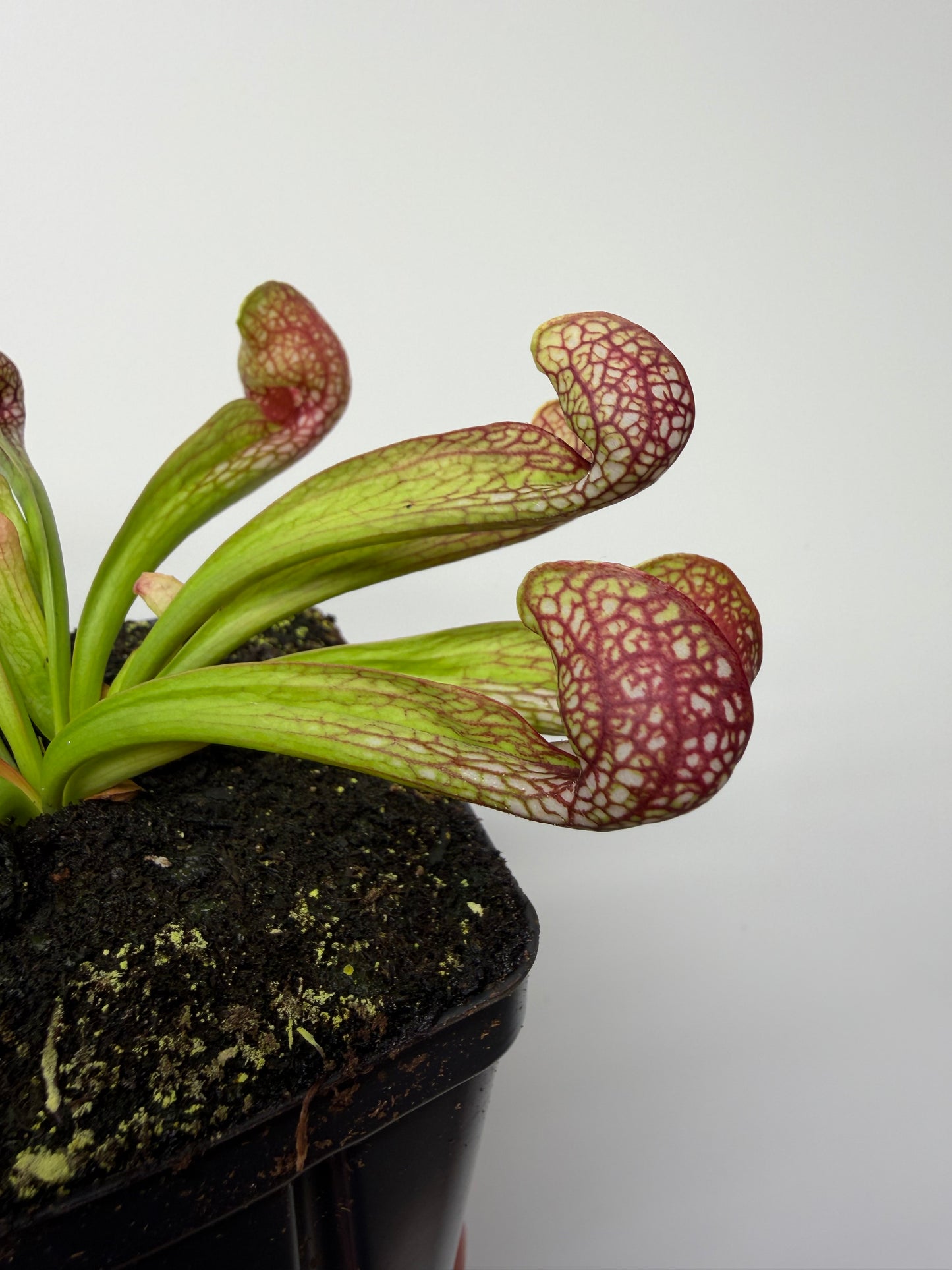 Sarracenia psittacina - “Turkey Hen Creek” - Seed Grown (1)