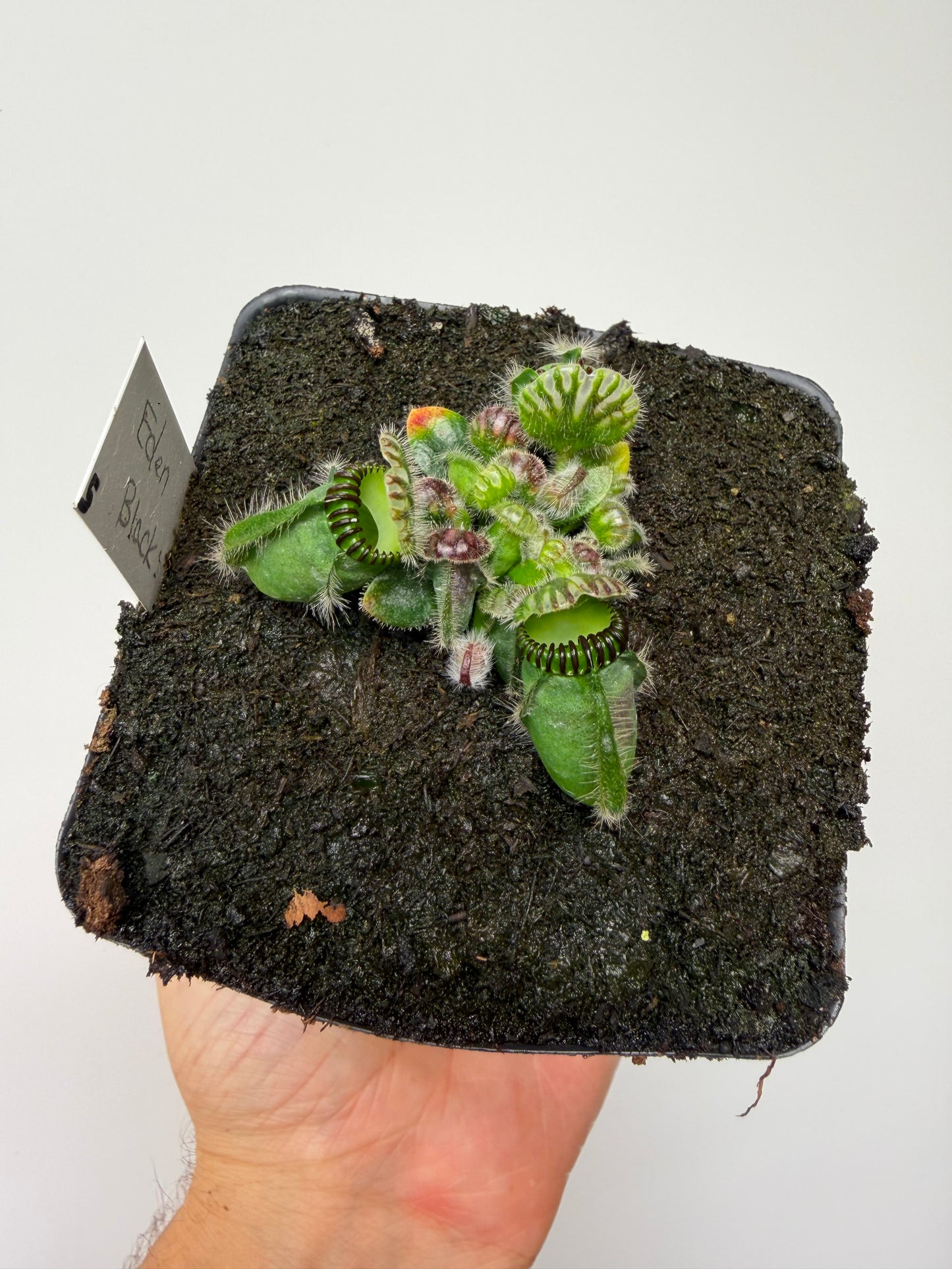 Cephalotus follicularis ‘Eden Black’ - *Rare* (5)