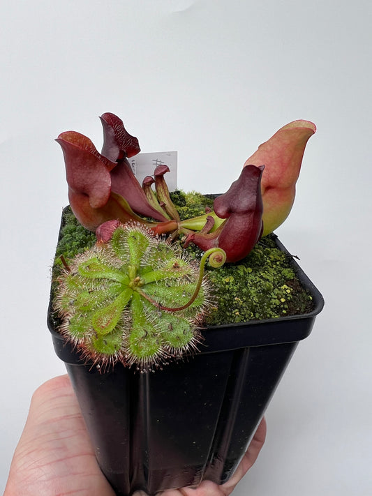 Sarracenia purpurea ssp. venosa (Brunswick Co, NC x Carteret Co, NC)  - Seed Grown #7