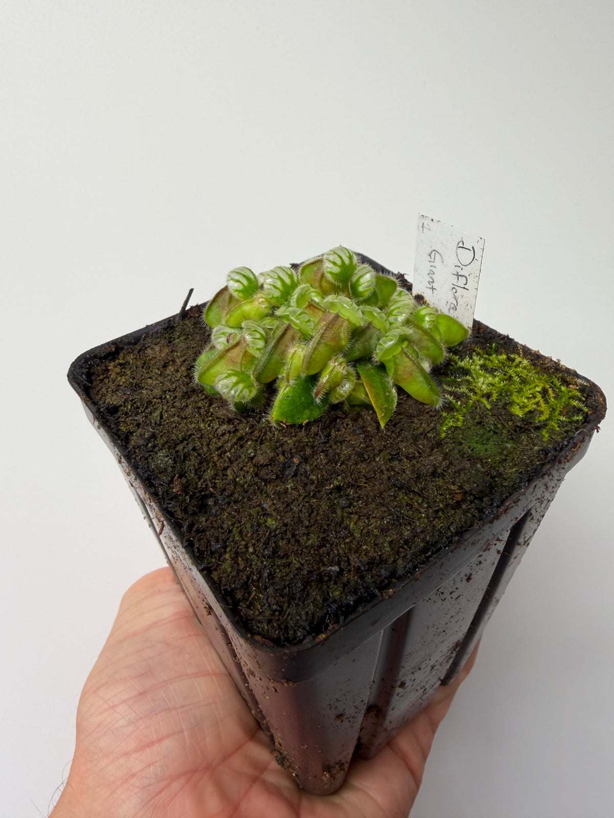 Cephalotus follicularis “Diflora giant” #1 - *Rare*